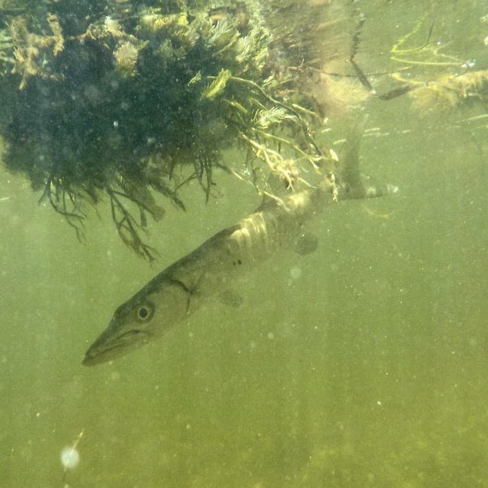 Great Barracuda